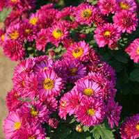 Chrysanthemum Purple Perennial Flower Seeds