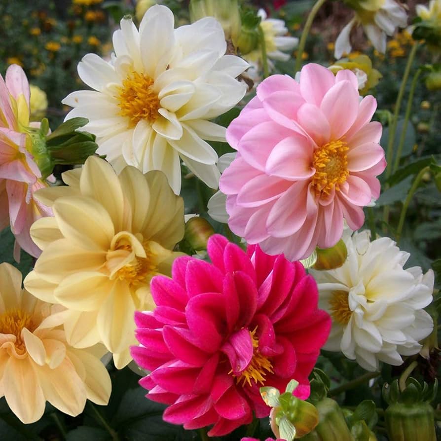 Patio Dahlia Mixture