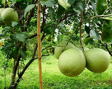 Pomelo Seeds