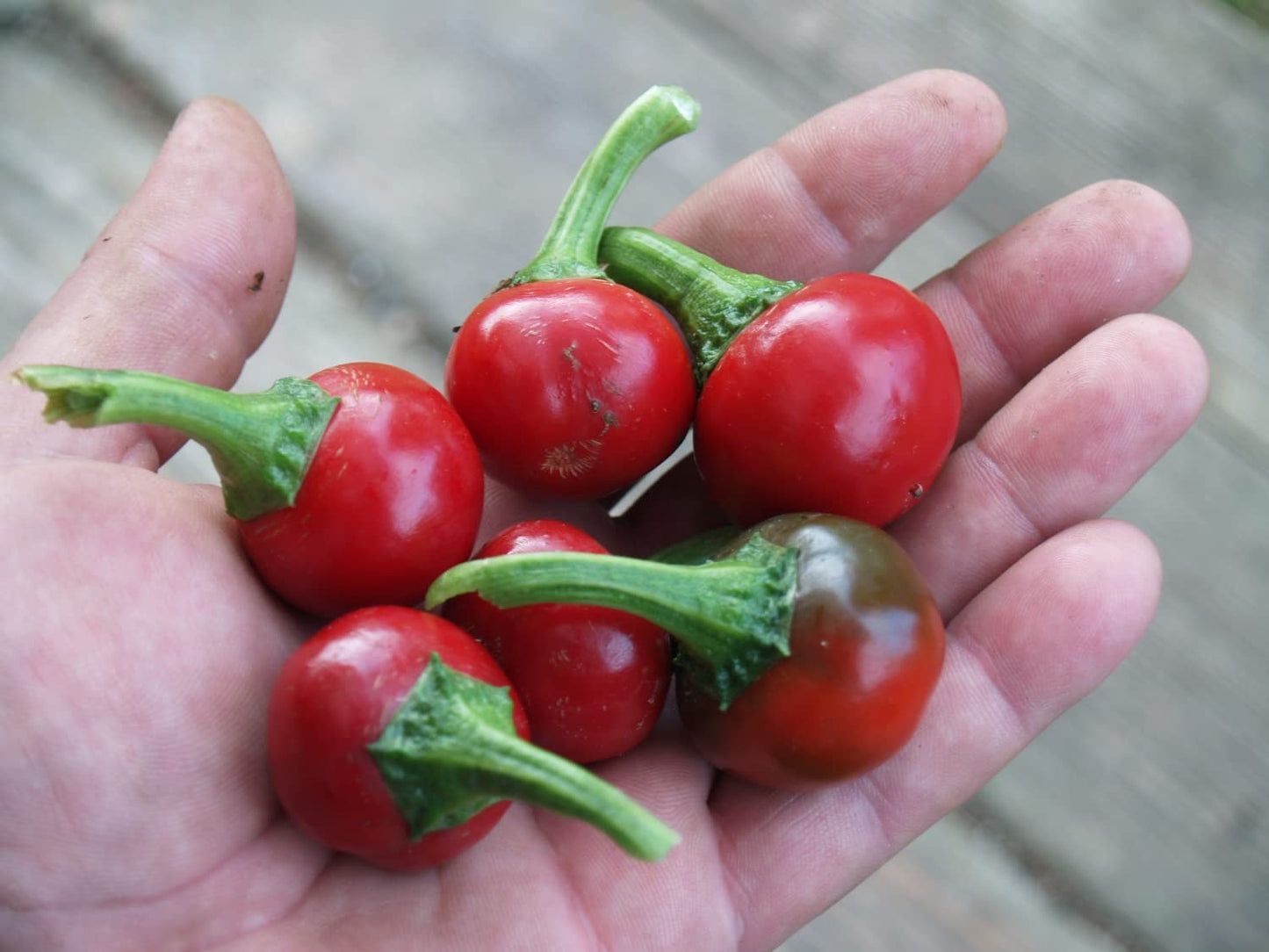 Trinidad Sweet Cherry Pepper seeds – organically grown sweet hot flavor
