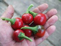Trinidad Sweet Cherry Pepper seeds – organically grown sweet hot flavor