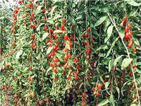 Goji Wolfberry Fruit Seeds - Grow Nutritious Superfoods in Your Garden 100 pcs