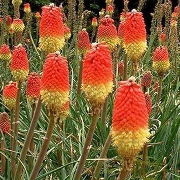 Heirloom Non-GMO Red Yellow Poker Flower Seeds for Garden Planting – Striking Torch-Like Blooms