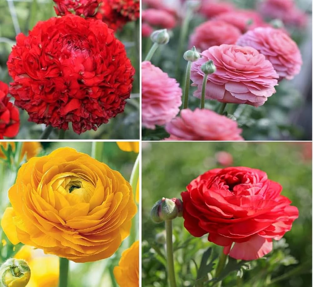 Ranunculus Asiaticus Perennial Flower Seeds