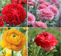 Ranunculus Asiaticus Perennial Flower Seeds