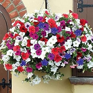 Climbing Petunia Hybrida Multicolor Flower - for planting in home garden