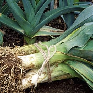 Green Saint Victor Vegetable Seeds for Planting heirloom & Non-GMO Seeds