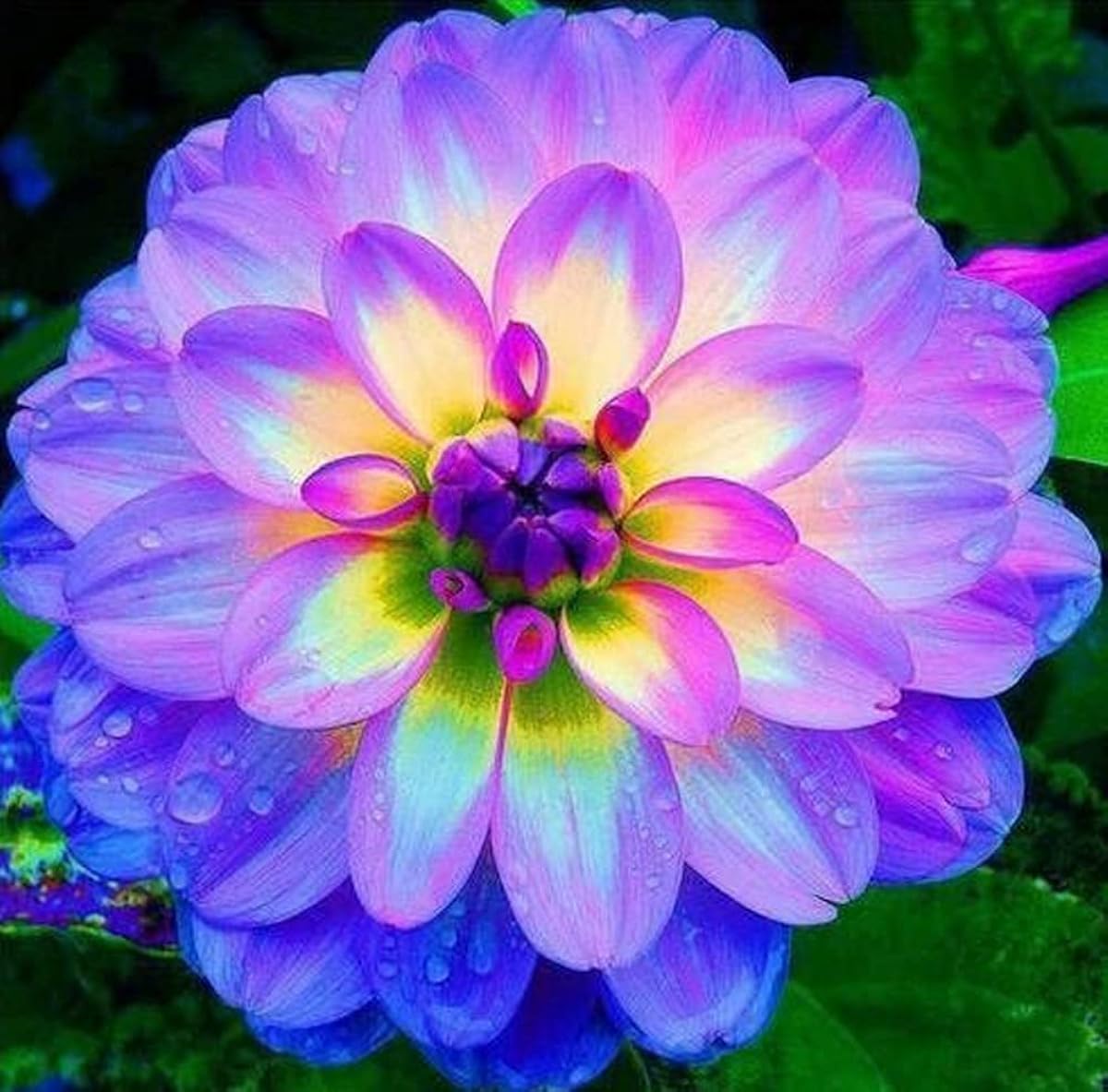 Rare Purple Beautiful Dahlia Pompon Flower Seeds for Planting - Heirloom & Non-GMO Garden Seeds