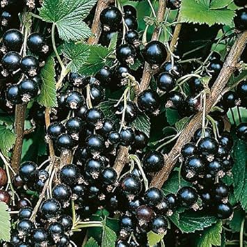 Blackcurrant Fruit Seeds for Planting - Cultivating Tart & Vitamin-Rich Berries, Heirloom Seeds
