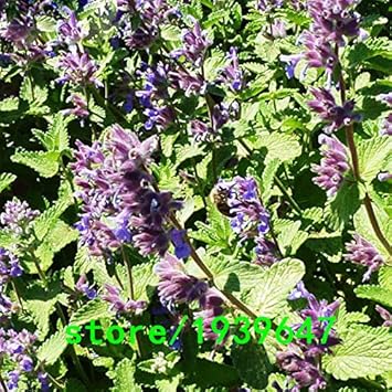 Organic Heirloom Non-GMO Purple Mint Flower Seeds for Planting – Fragrant Garden Herb