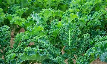 Kale Seeds for Vegetable Garden, 100 pcs