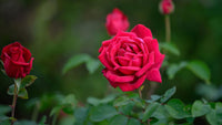 Deep Pink Rose Heirloom Non-GMO Seeds for Planting