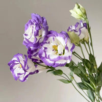 Eustoma Lisianthus Multi-Color Flower Seeds