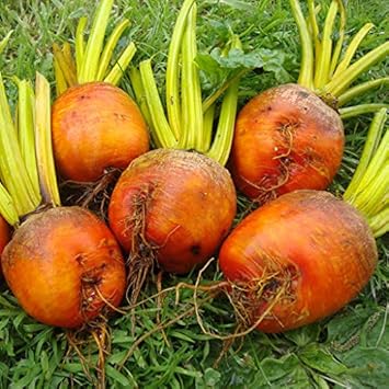 Radish Seeds for Planting, Dark Orange, 100 pcs