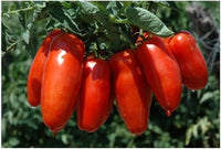 Capsicum Annuum Seeds Smooth Tomato Pepper Seeds for Planting in Home Garden and Patio Pots