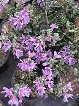 Heirloom Non-GMO Rosemary Flower Seeds for Planting