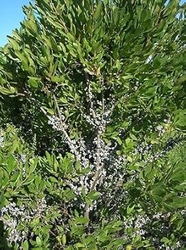 Green Wax Myrtle Plant Seeds for Planting heirloom & Non-GMO Seeds