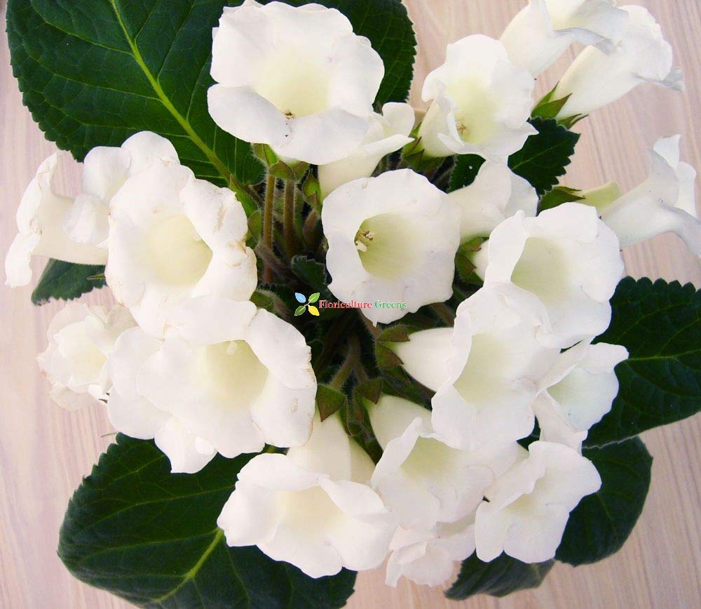 Sinningia Speciosa White Flower Seeds