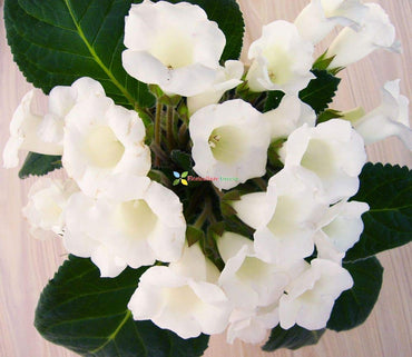 Sinningia Speciosa White Flower Seeds