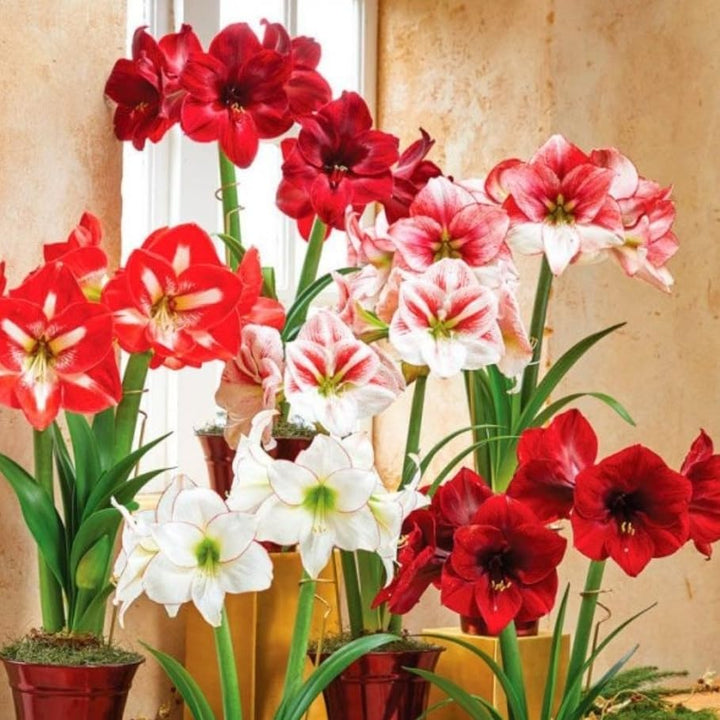 Mixed Amaryllis flower seeds – heirloom, non-GMO exotic flower seeds for planting