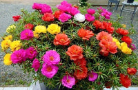 Mixed Flower Plant Seeds for Home Garden and Potted Planting