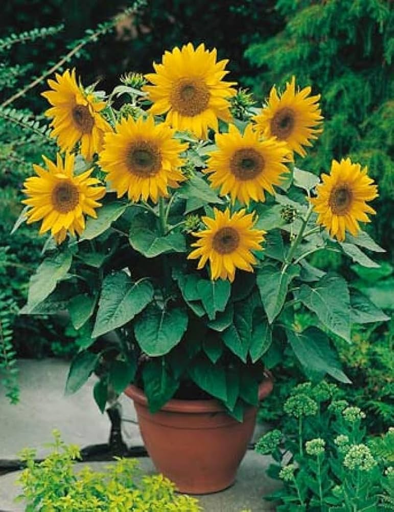 Green Hybrid Sunflower Seeds