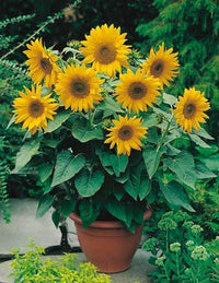 Green Hybrid Sunflower Seeds