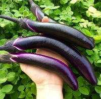 Eggplant- Early Long Purple