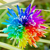 Aster Black Rainbow Chrysanthemum Perennial Flower Seeds