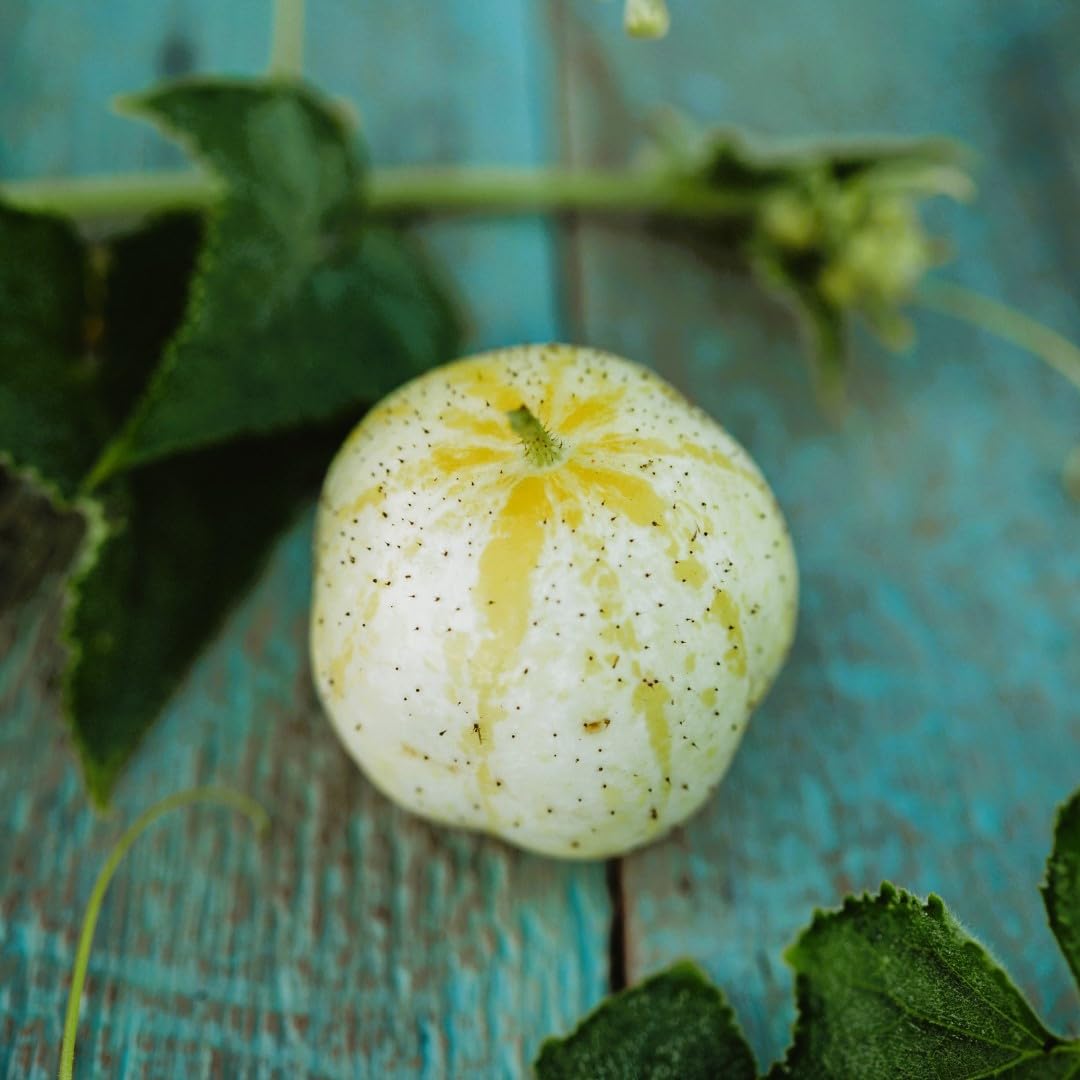 Lemon Cucumber seeds for planting heirloom round yellow cucumbers