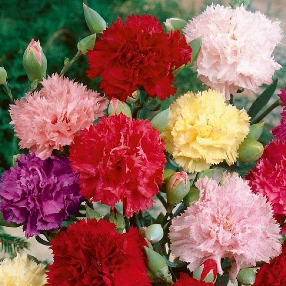 Carnation Mixed Colors Flower - for planting in home garden