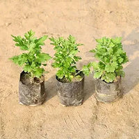 Ground Cover Chrysanthemum Flower Seeds – Burgundy