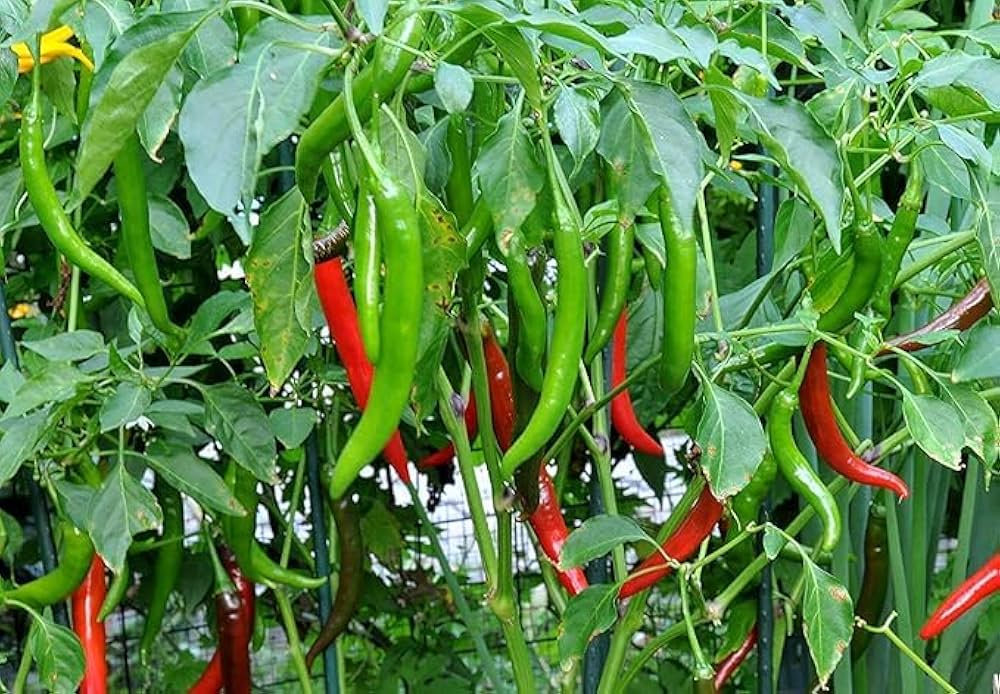 Chilly Red Organic Vegetable Seeds