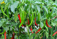 Chilly Red Organic Vegetable Seeds