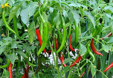 Chilly Red Organic Vegetable Seeds