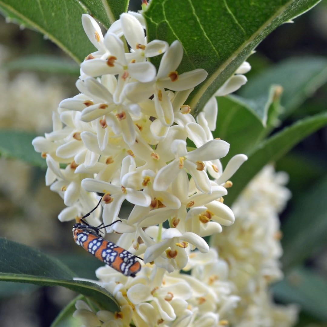 Heirloom Non-GMO Osmanthus Flower Seeds for Fragrant Garden Planting - Non-GMO for planting in home garden