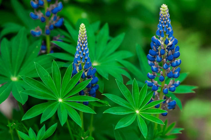 Heirloom Non-GMO Blue Lupine Flower Seeds for Pollinator Gardens and Vibrant Outdoor Planting
