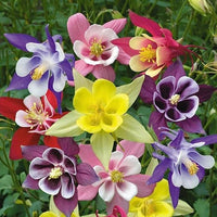 Columbine flower Aquilegia Winky Double Mix seeds for planting in shaded garden beds or natural landscapes
