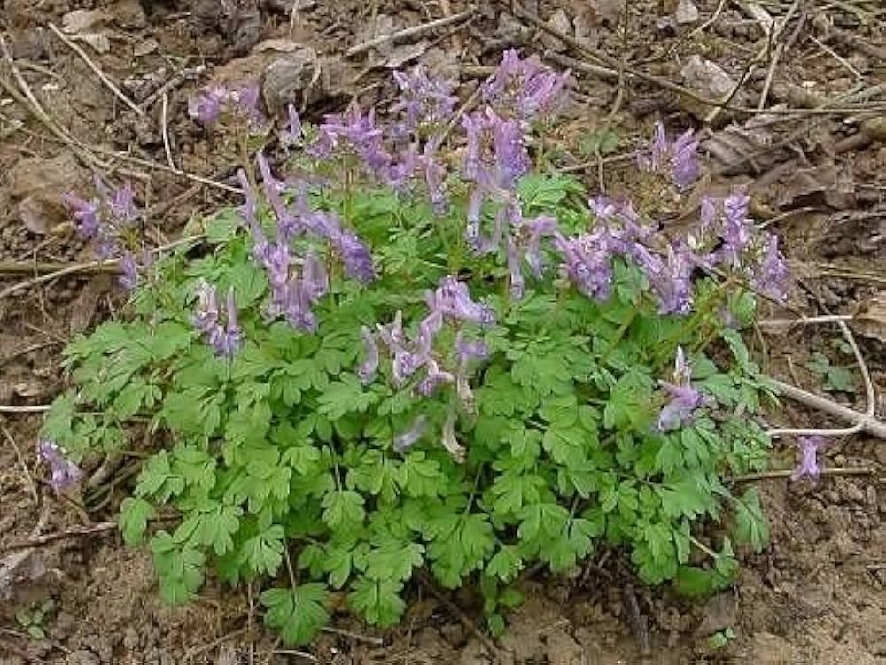 Corydalis solida seeds for planting – perennial flowering plant seeds with tubular pink to purple blooms, suitable for woodland gardens, borders, and rock gardens