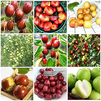 Mixed Jujube Fruit Seeds for Planting and Cultivation Diverse Varieties of Jujube Fruits, Heirloom Seeds
