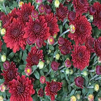 Ground Cover Chrysanthemum Flower Seeds – Burgundy