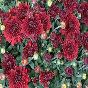 Ground Cover Chrysanthemum Flower Seeds – Burgundy