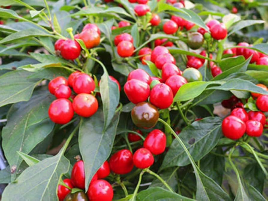 Chilli- Red Cherry Hot