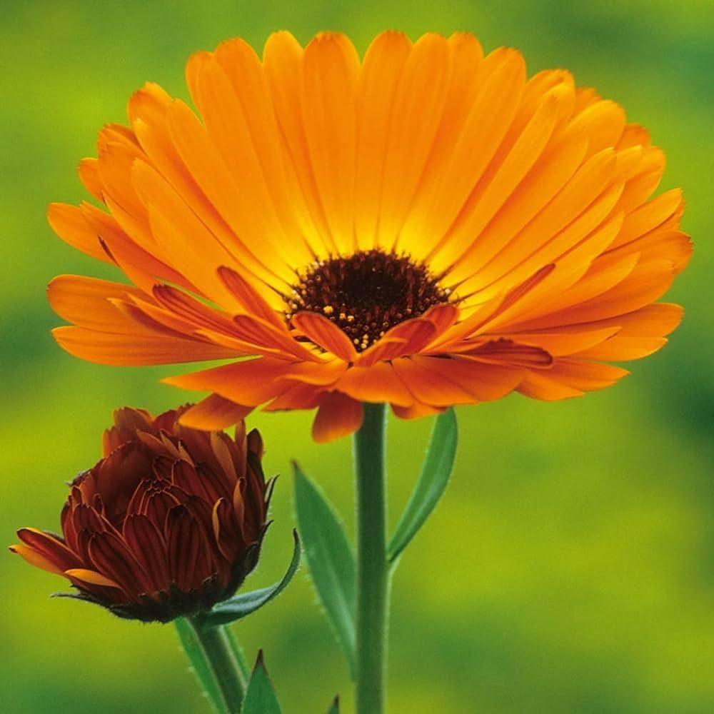 Heirloom Non-GMO Autumn Sowing Flower Seeds for Planting – Cool Season Hardy Garden Blooms - Non-GMO for planting in home garden