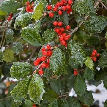Red Ilex Opaca Fruit Seeds - Hardy Shruds with Red Berries for Ornamental Appeal 100 pcs