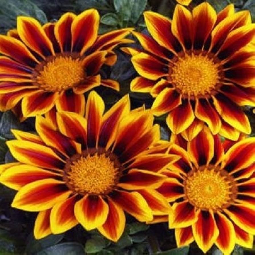 Gazania Kiss Golden Flame flowers grown from seeds with striking golden and red sunburst petals
