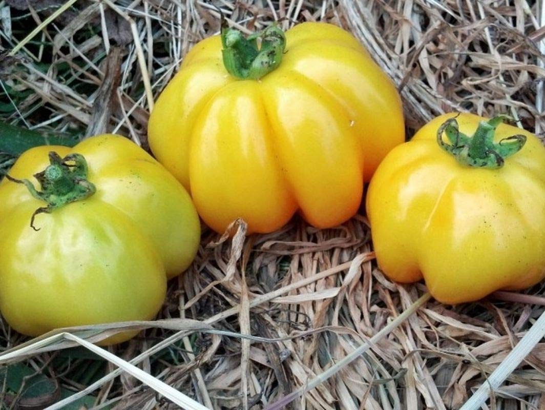 Yellow - Giant for planting in home garden