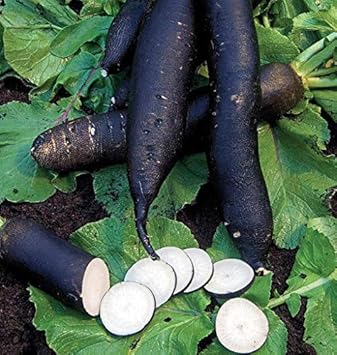 Black Radish Raphanus sativus for planting in urban garden