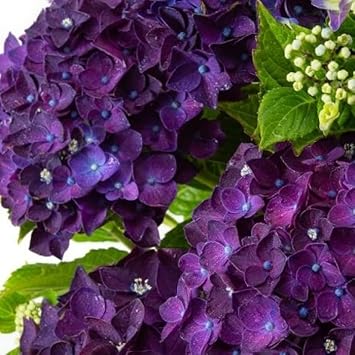 Heirloom Violet Hydrangea Flower Seeds, Non-GMO Garden Blooms for Planting
