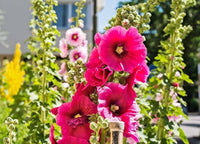 Hollyhock flower Alcea rosea pink seeds for planting in decorative garden borders or tall planters